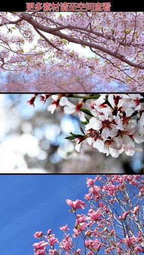 桃花视频在线国产,国货之光，引领在线娱乐新潮流-第1张图片-亚洲高清影视网