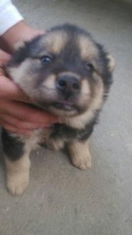 国产土狗 打猎视频,捕猎瞬间,野性尽显-第2张图片-亚洲高清影视网 国产土狗 打猎视频,捕猎瞬间,野性尽显-第2张图片-亚洲高清影视网