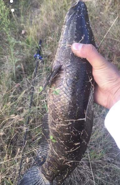 国产黑鱼大战黑鱼视频,一场视觉与技术的较量-第1张图片-亚洲高清影视网