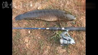 国产黑鱼大战黑鱼视频,一场视觉与技术的较量-第2张图片-亚洲高清影视网