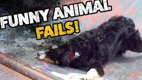 搞笑国产傻缺视频播放网站,揭秘搞笑国产傻缺视频网站背后的疯狂世界-第2张图片-亚洲高清影视网